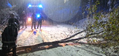 Baum wegen Schneedruck umgestürzt