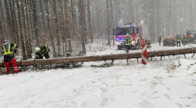 Baum auf Fahrbahn