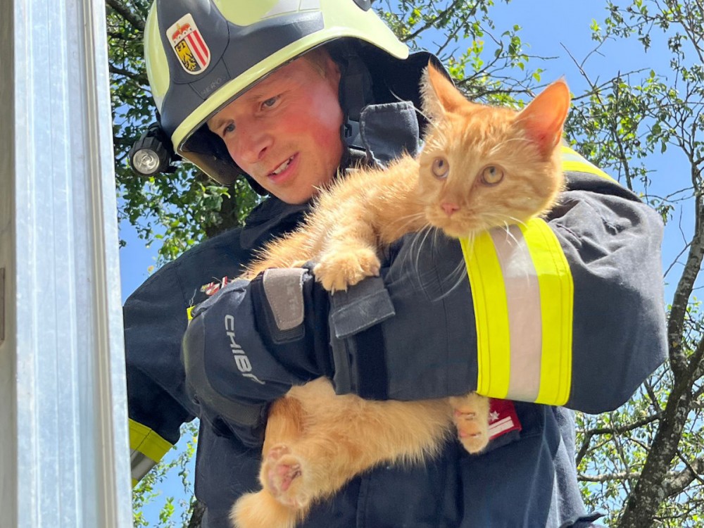 Katze von heißem Dach gerettet