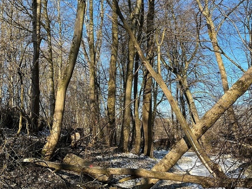 Personenrettung nach Forstunfall