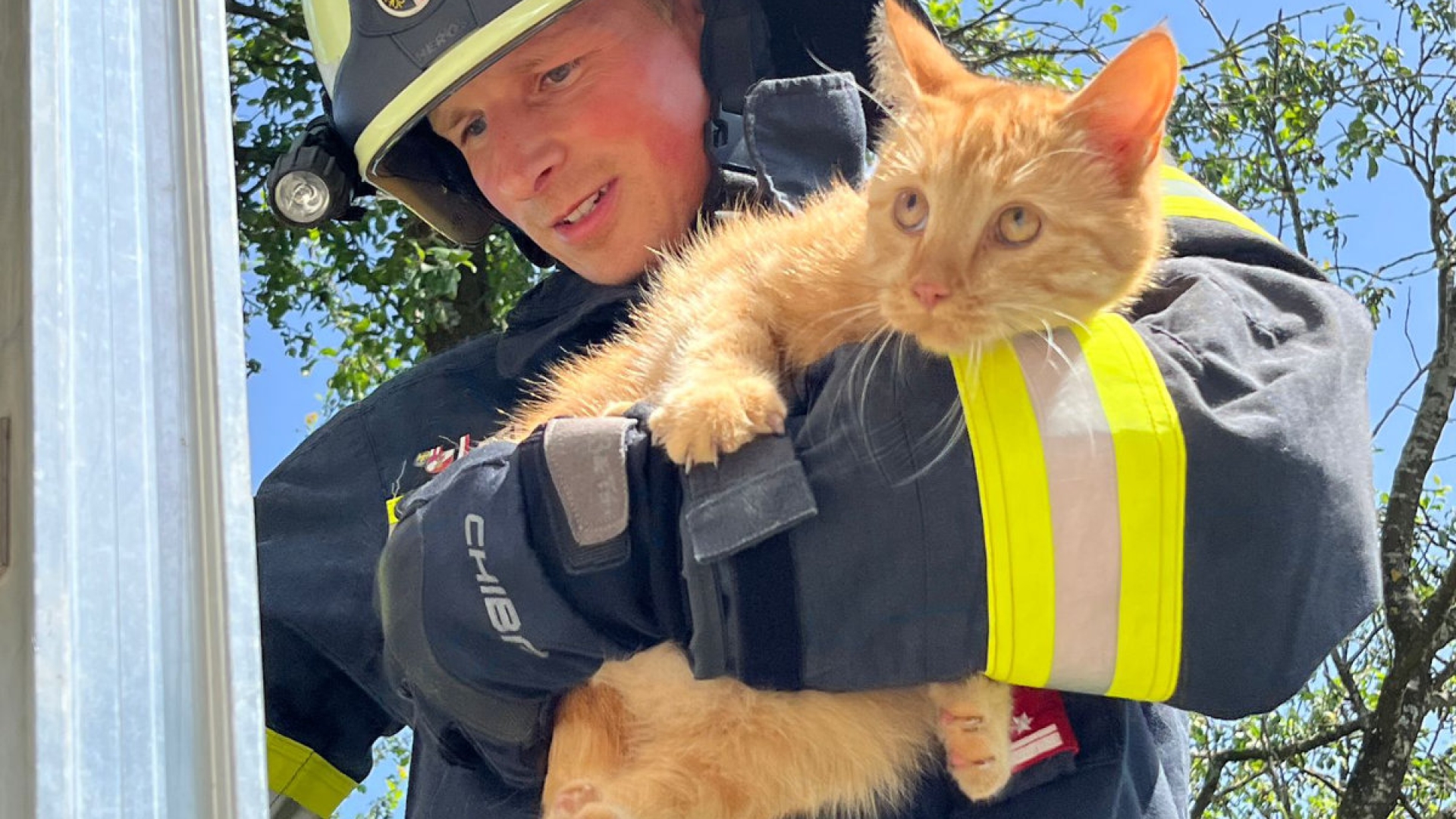 Katze von heißem Dach gerettet