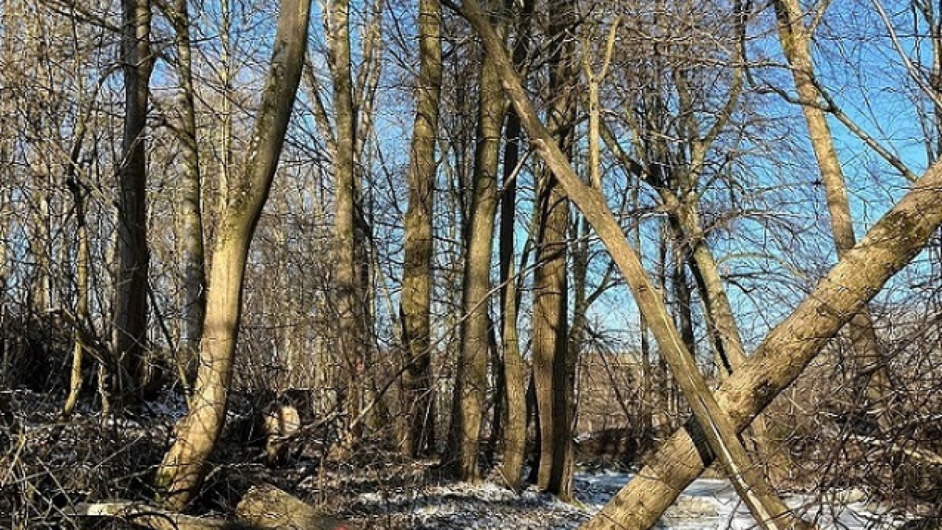 Personenrettung nach Forstunfall
