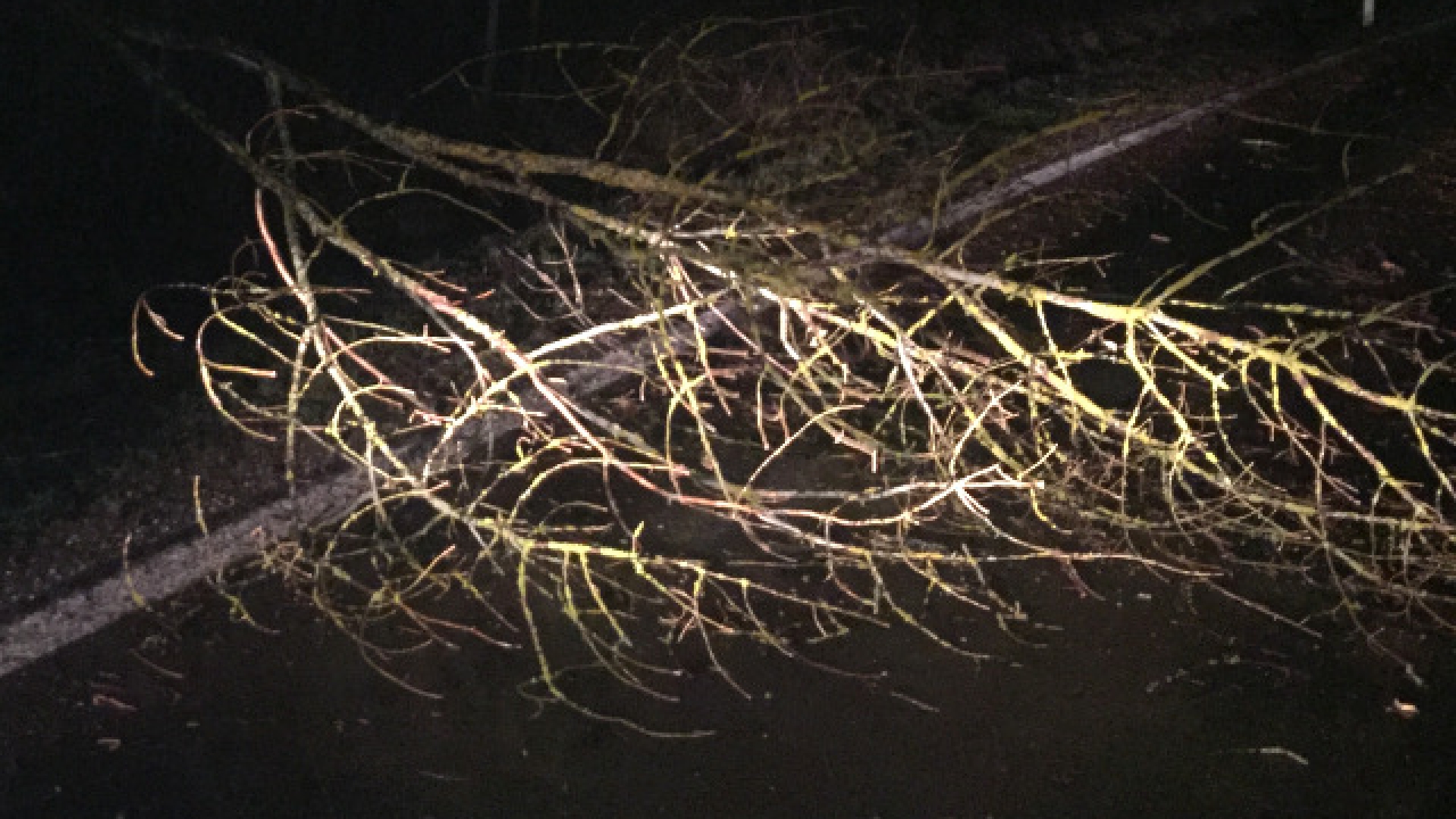 Sturmschaden Kammerl