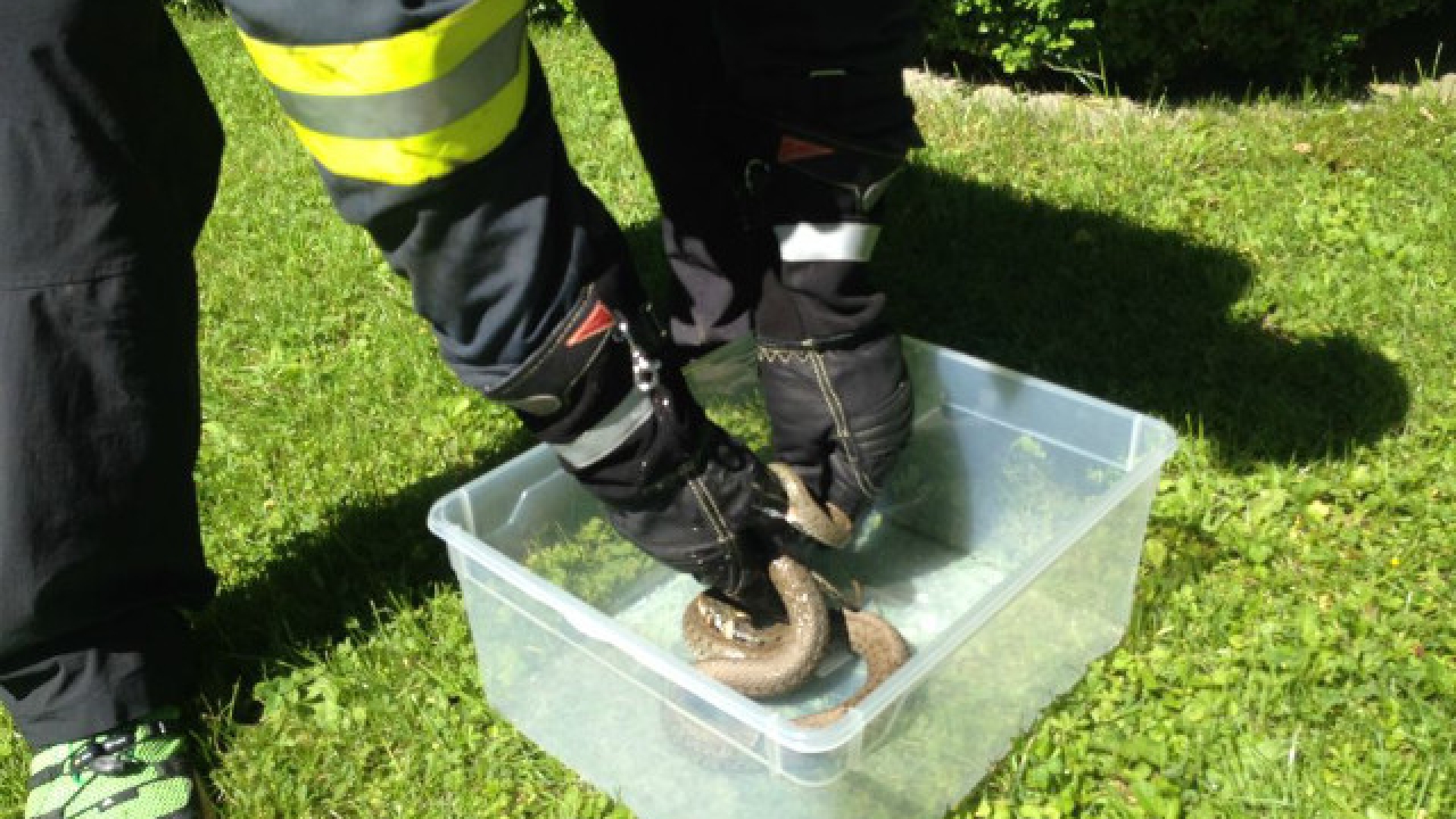 Tierrettung - Schlange geborgen