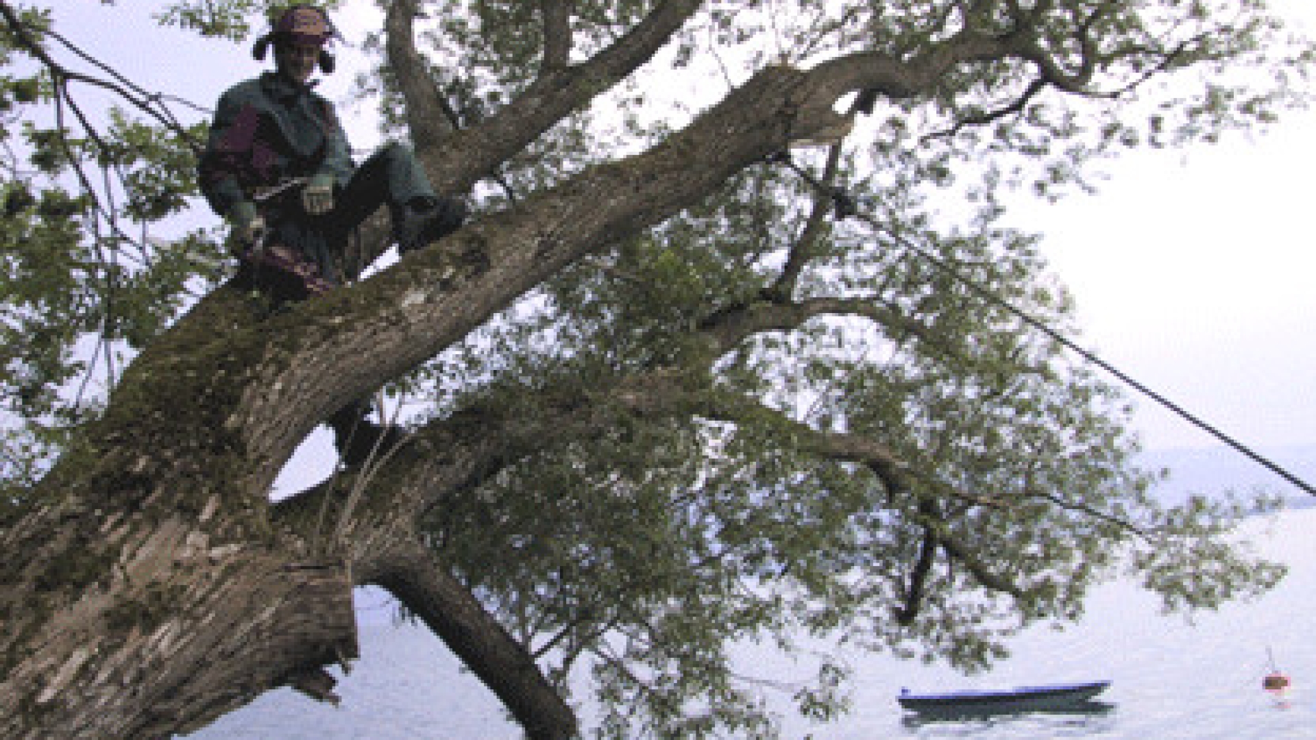 Baum drohte auf Haus zu stürzen