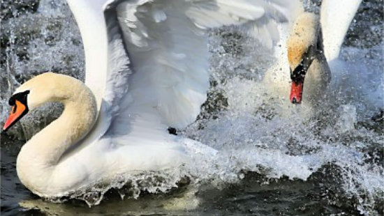 Schwanenbergung Ager