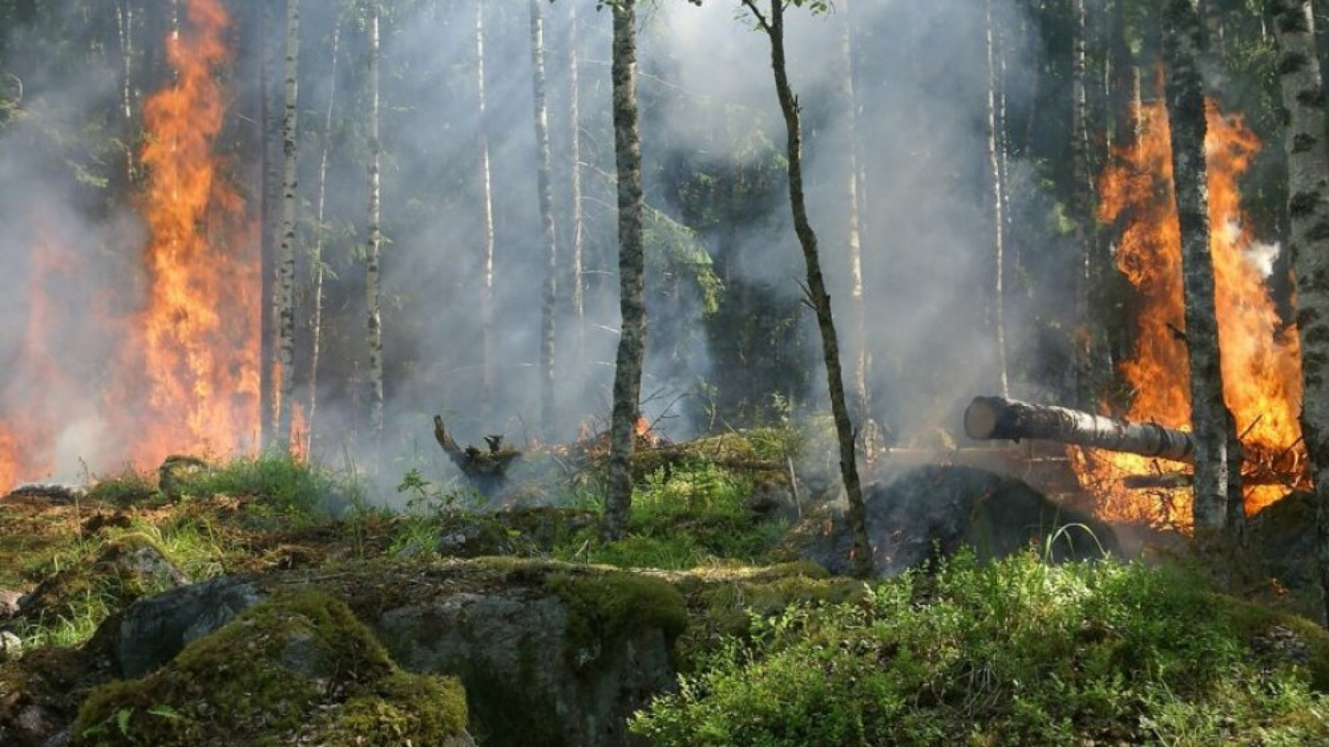 Symbolbild Waldbrand