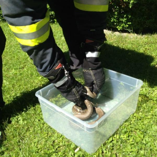 Unsere Aufgabe: Tiere retten